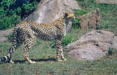 Fototapeta na wymiar Cheetah in Kenya