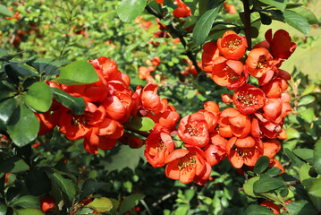 Fototapeta na wymiar Orange flowers of Japanese quince