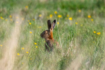 Brown hare (Lepus europaeus) in evening light in a meadow