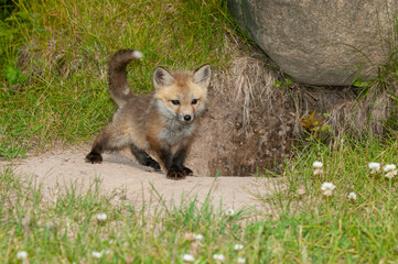Red fox pup at his den