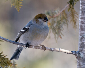 Pine Grosbeak Stock Photo. Female close-up profile view, perched  with a blur background in its environment and habitat displaying yellowish feather plumage. Image. Picture. Portrait. Pine