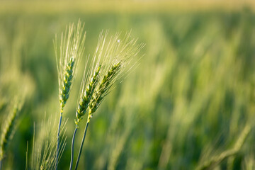 Close up of young green wheat on the field