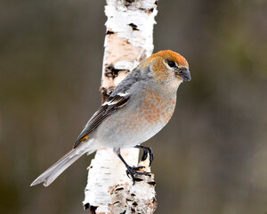 Pine Grosbeak Stock Photo. Female bird close-up profile view, perched  with a blur background in its environment and habitat. Image. Picture. Portrait.