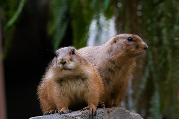Black-tajled prairie dog living with family