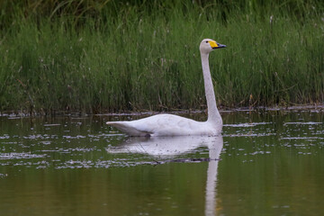 Whooper swan on the lake.