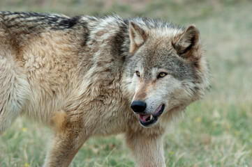 Timber wolf portrait
