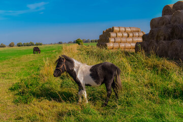 pony