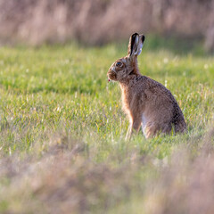 Brown hare (Lepus europaeus) in evening light in a meadow