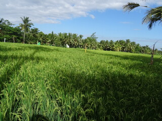 Obraz premium Bali Ubud perfect holiday with rice fields