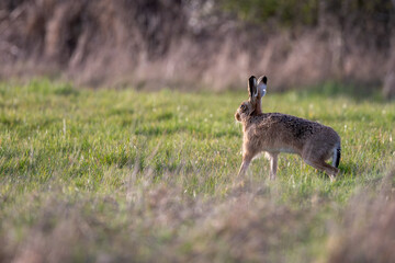 Brown hare (Lepus europaeus) in evening light in a meadow