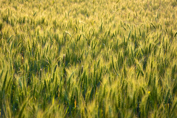 Close up of young green wheat on the field