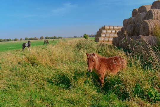 brown ponny