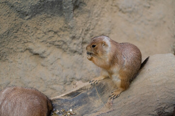 Black-tajled prairie dog living with family