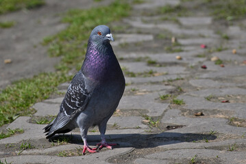 Common pigeon, bird, park, carrier pigeon, rock pigeon, city pigeon, domestic pigeon