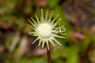 Fully blown dandelion with the last two seeds, close-up