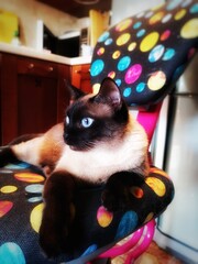 Siam Katze mit Blauen Augen