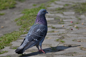 Common pigeon, bird, park, carrier pigeon, rock pigeon, city pigeon, domestic pigeon