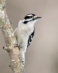 Woodpecker Stock Photos. Male close-up profile view climbing tree branch and displaying feather plumage in its environment and habitat in the forest with a blur background. Image. Picture. Portrait.