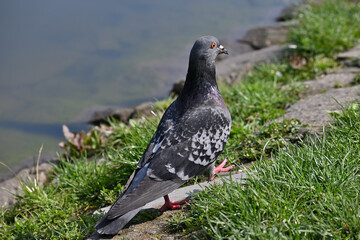 Common pigeon, bird, park, carrier pigeon, rock pigeon, city pigeon, domestic pigeon