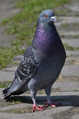 Common pigeon, bird, park, carrier pigeon, rock pigeon, city pigeon, domestic pigeon