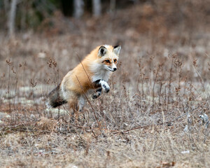 Red Fox Photo Stock. Unique fox in the spring season running and foraging for food in its environment and habitat with blur background. Fox Image. Picture. Portrait.