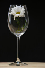 Living flower standing in a glass