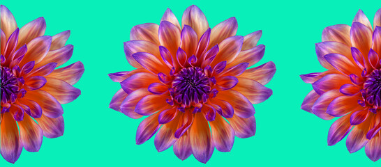 Fototapeta na wymiar Part of a beautiful flower for designers on a bright background.