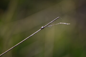 Alluvial forest tick