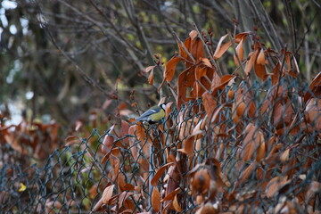 
frozen Cherry laurel
