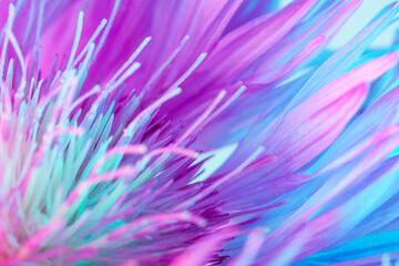 Flower with sharp petals close-up, neon lights, purple and turquoise colors.