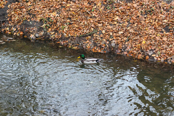Several wild ducks swim in a small pond in a city park