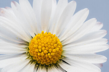 Vibrant daisy wild flower