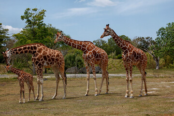 Giraffe family
