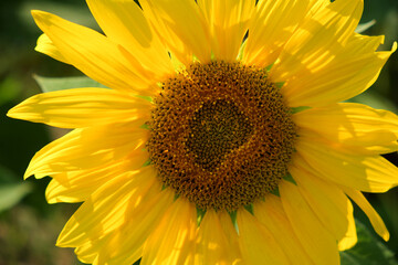 Single sunflower flower on a blurred background, close-up.