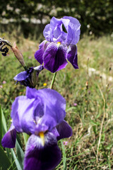 Bearded Iris, Iris Germanica in the garden