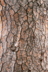 Bark of pine tree. Natural coniferous bark background