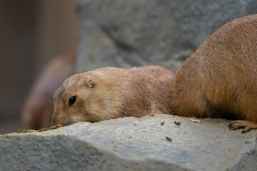 Black-tajled prairie dog living with family