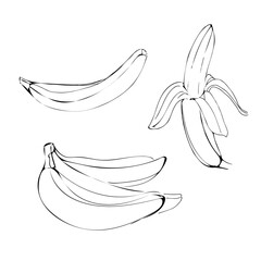 Banana fruit illustration in line art black color isolated on white background