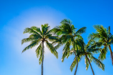 Palm tree tops against blue sky. Vacation tropical background.