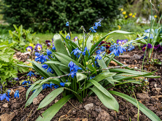 Spring flowers in the garden.