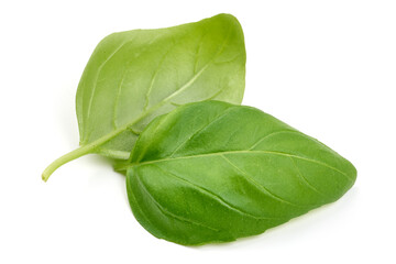 Fresh organic basil leaves, close-up, isolated on white background. High resolution image.