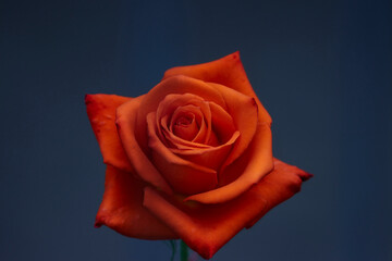 Orange rose isolated on blue background.
