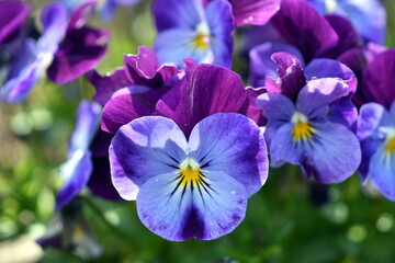 Blau-violette Hornveilchen in einem Beet