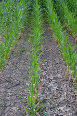 Corn plants grow in rows in the field. Agricultural plants, landscape.