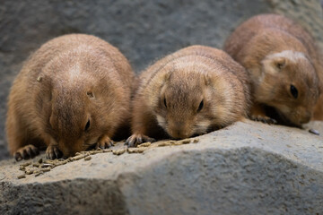 Black-tajled prairie dog living with family