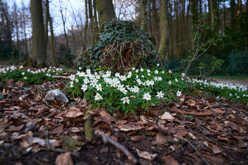 Spring forest during a hike with flowers on a stream.