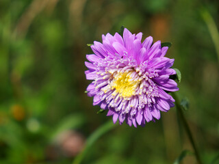 Single flower of purple chrysanthemum on a blurred background, close-up. Dew drops on flower petals.