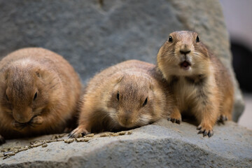 Black-tajled prairie dog living with family