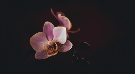 Orchidee Dekoration dark and moody
