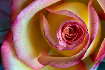 Fototapeta na wymiar Rose rosa makro